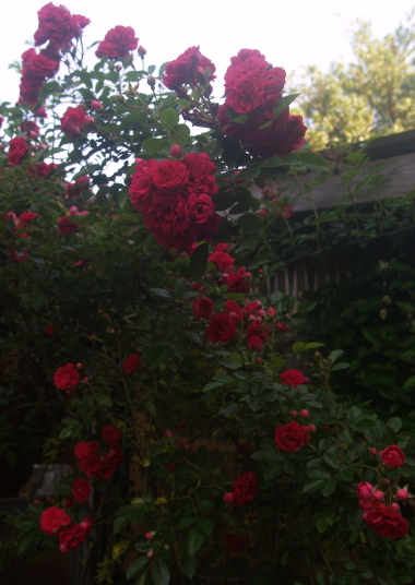 e0089001_21402834.jpg