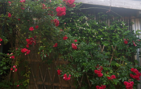 e0089001_21473442.jpg