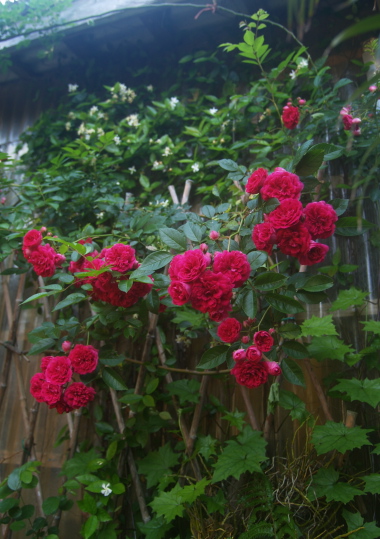 e0089001_21573072.jpg