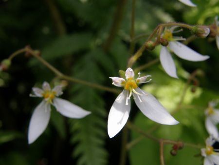 b0061107_04371.jpg