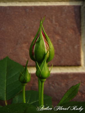 d0001008_9305478.jpg