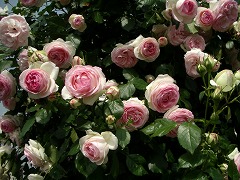 c0190010_21562762.jpg