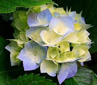 a0053420_1515919.jpg