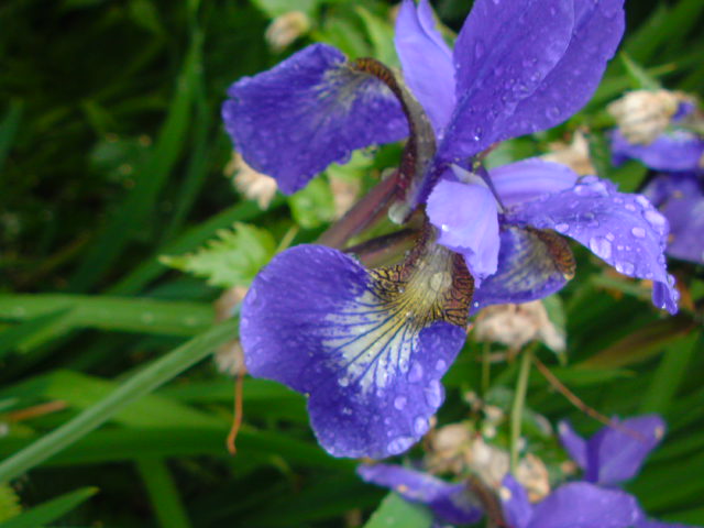 e0016828_2331830.jpg