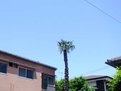 b0019140_160796.jpg