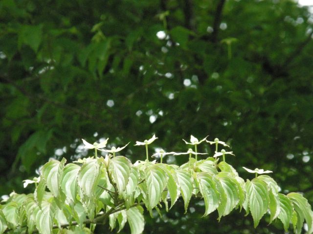 c0042869_1927148.jpg