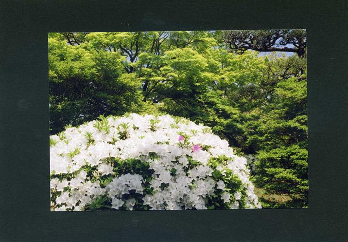 c0046587_0484497.jpg