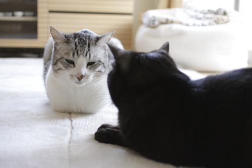 交渉中 呆れ顔のお坊ちゃんと、まったく聞いていない小僧