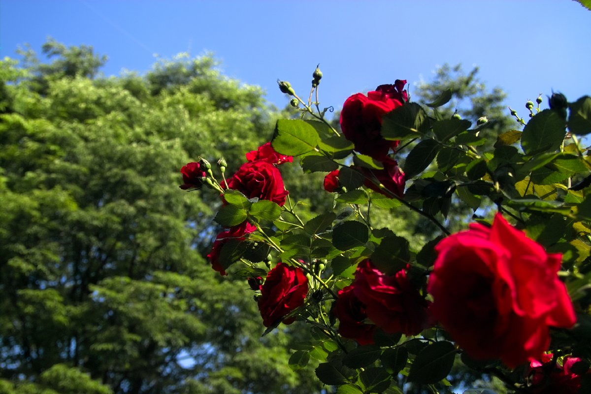 c0124795_231622100.jpg