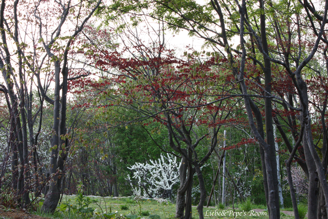 f0001895_17524552.jpg
