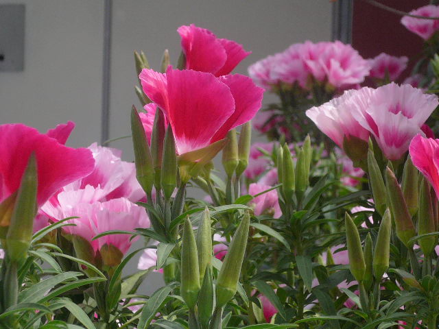 e0026017_1631825.jpg