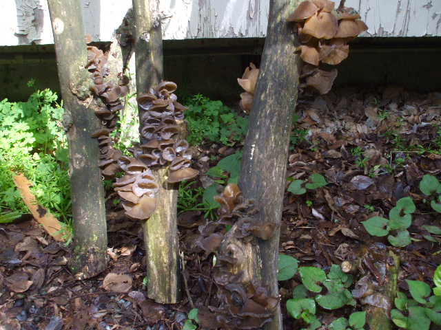 b0096418_7453745.jpg