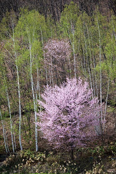 e0025030_1714873.jpg