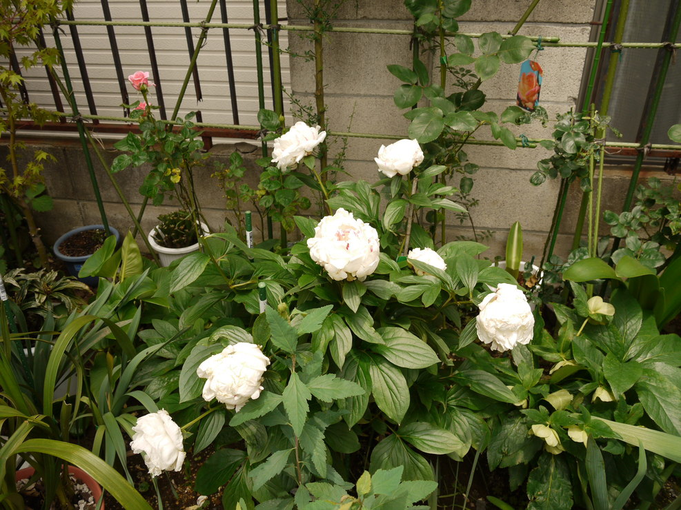 c0146637_1639315.jpg