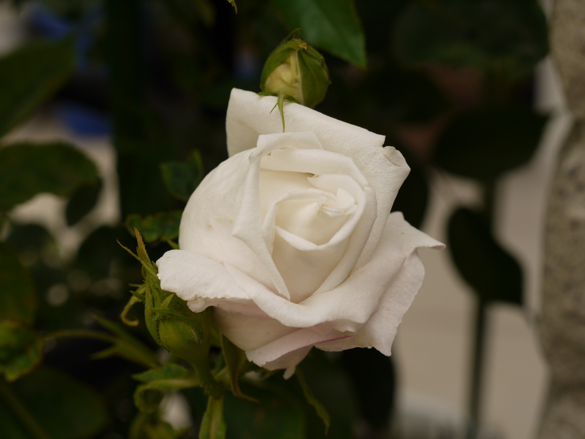 c0146637_168392.jpg