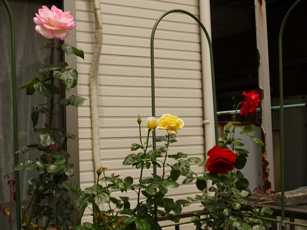 c0146637_1685318.jpg