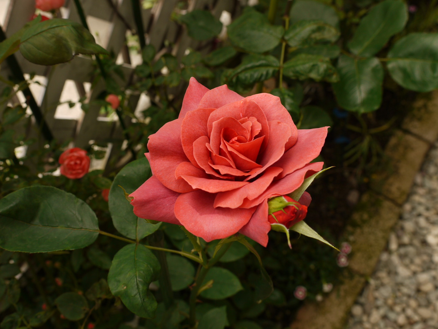c0146637_169465.jpg
