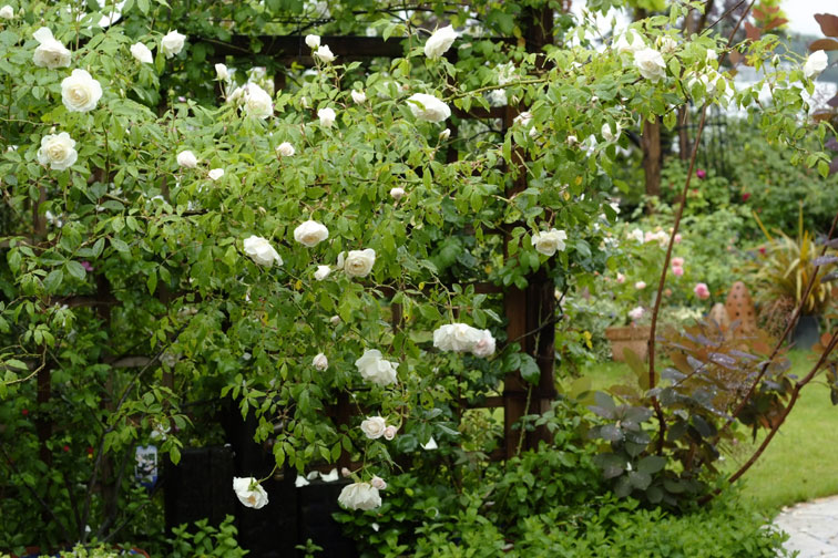 b0075541_1433690.jpg