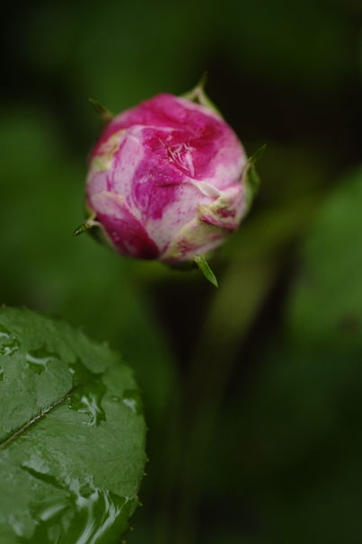 b0075541_573740.jpg
