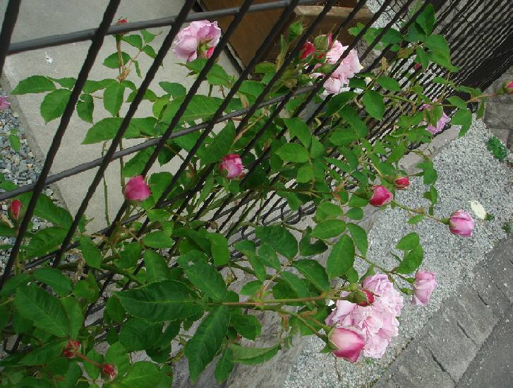 b0140044_1443592.jpg