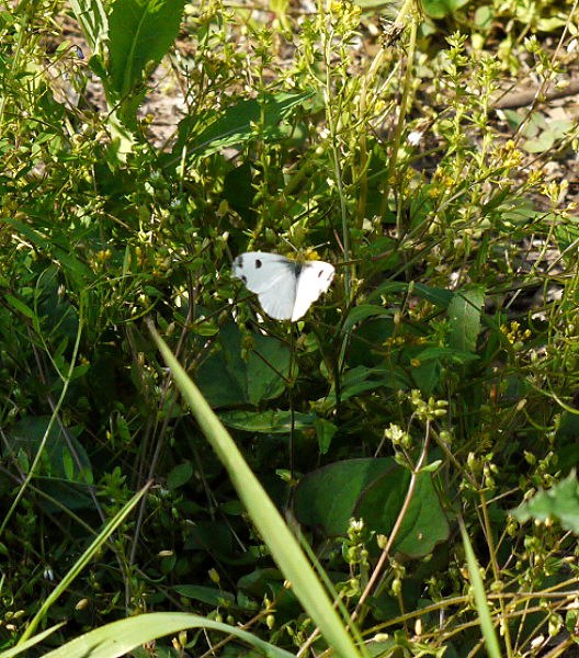 d0091754_20142532.jpg