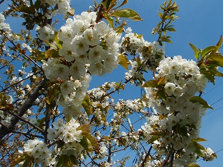 e0004756_2149197.jpg