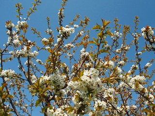 e0004756_21493756.jpg
