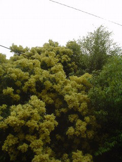 f0055264_21555269.jpg