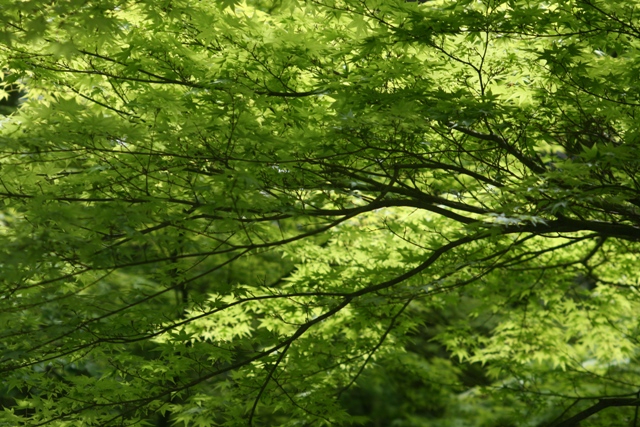 f0088569_7303835.jpg