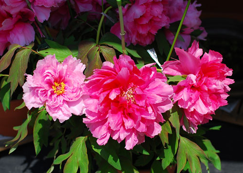 c0009981_14362624.jpg