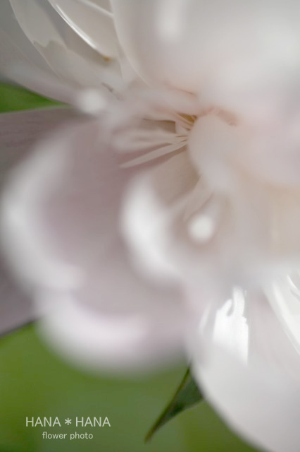 b0143484_20121520.jpg