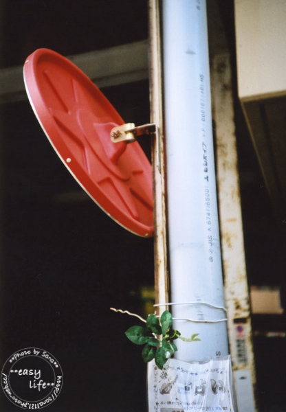e0001086_2041579.jpg