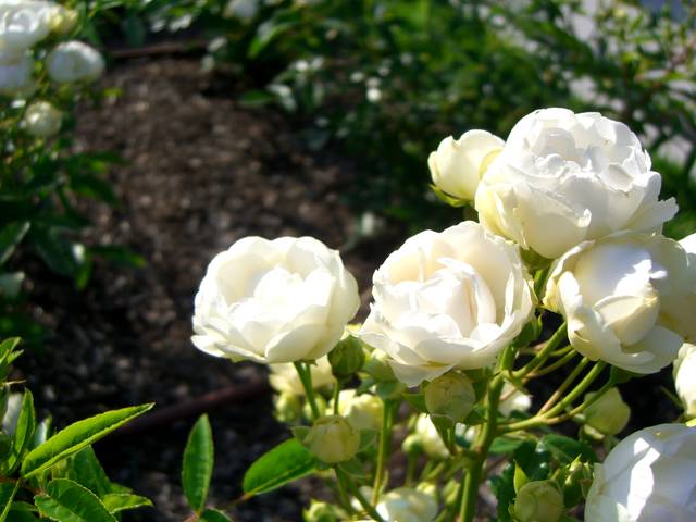 f0201488_23233074.jpg