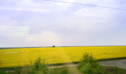 a0060003_728999.jpg