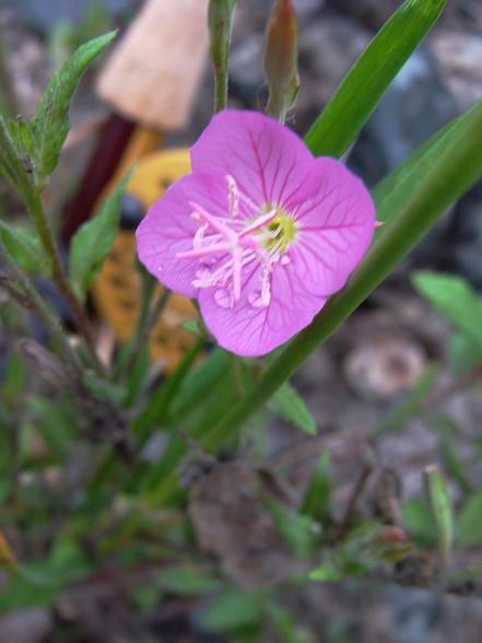 e0123808_1474176.jpg
