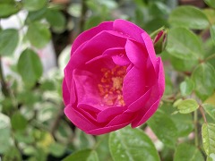 c0190010_19562977.jpg