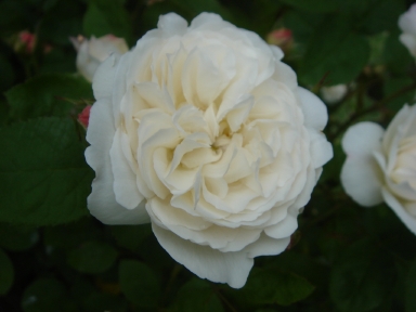 f0054421_11244225.jpg