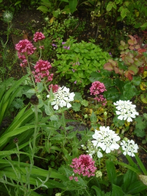 f0054421_1193790.jpg