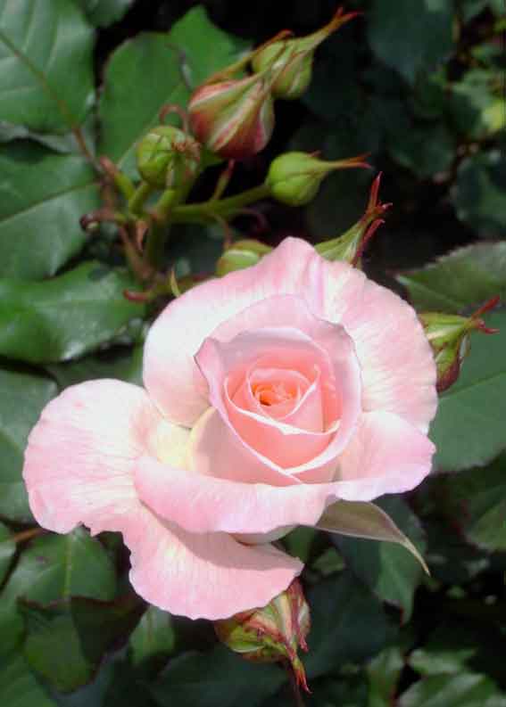 c0098228_6374825.jpg