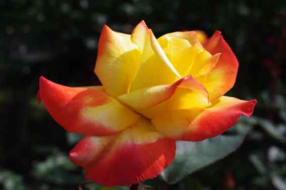 c0098228_6384323.jpg