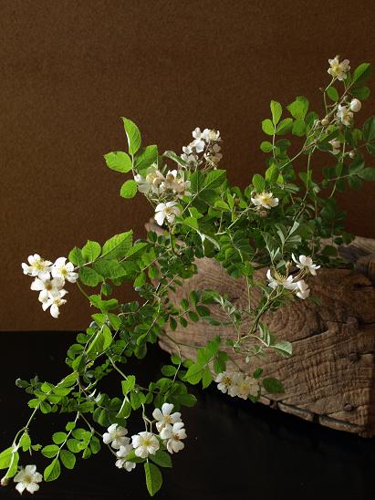 20100517.jpg