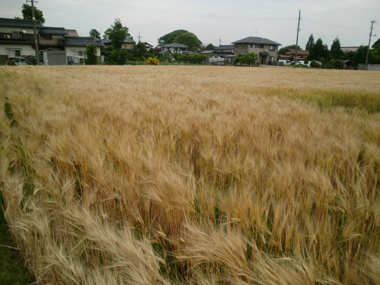 c0165033_8383995.jpg
