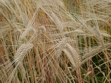 c0165033_8434381.jpg