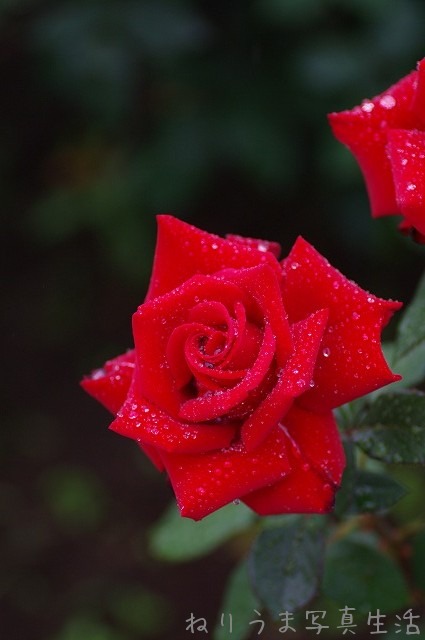 a0009142_1227558.jpg