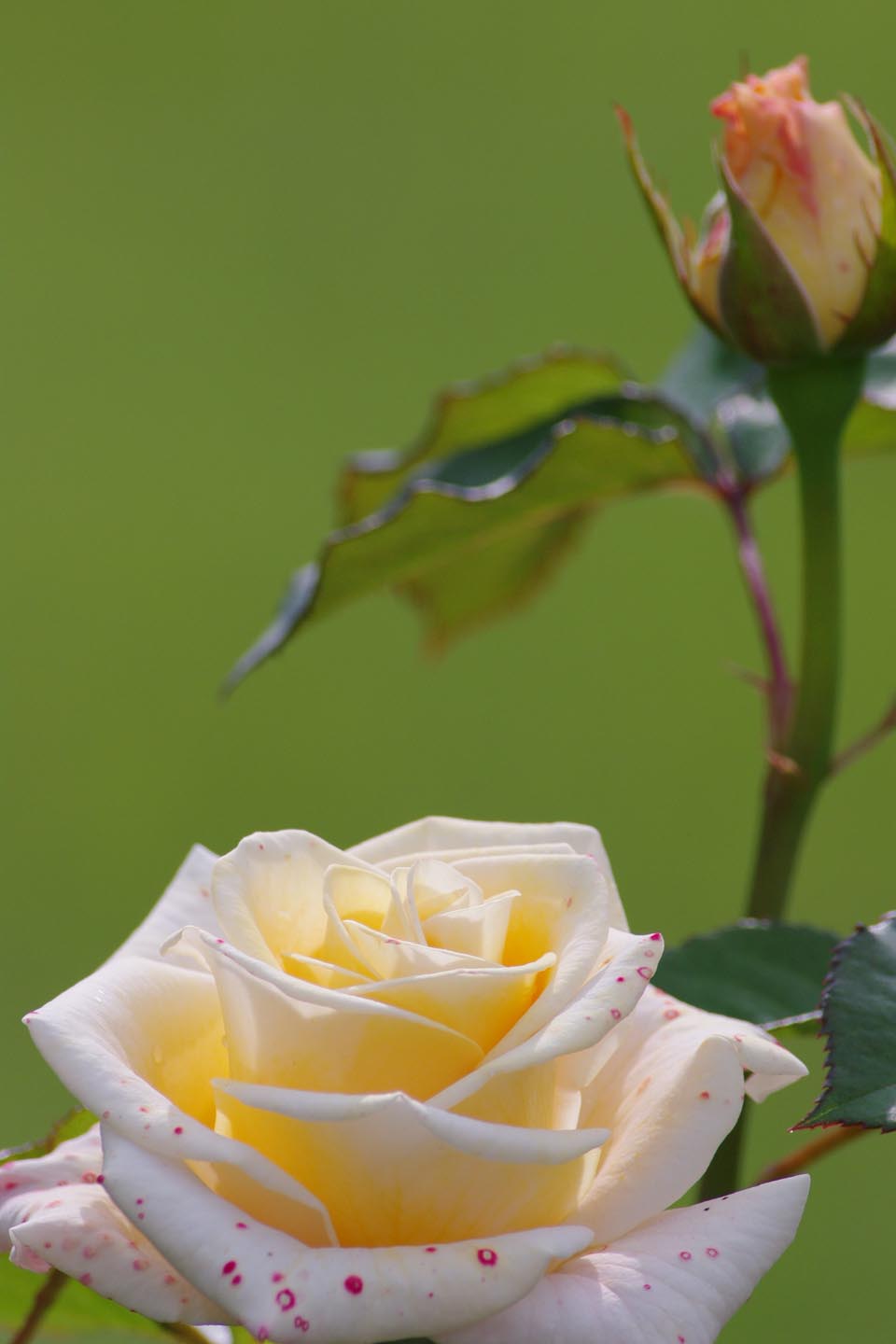 e0168342_2012513.jpg