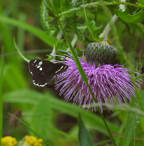 d0091754_2585319.jpg