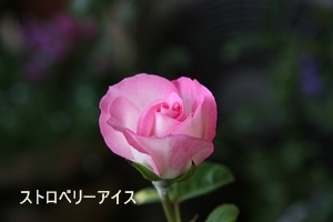 d0054461_22434697.jpg