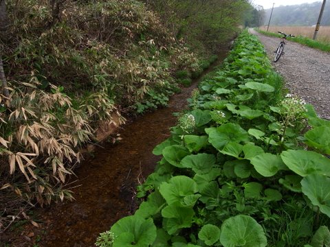 b0130166_00757.jpg