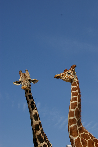 e0045768_22291712.jpg