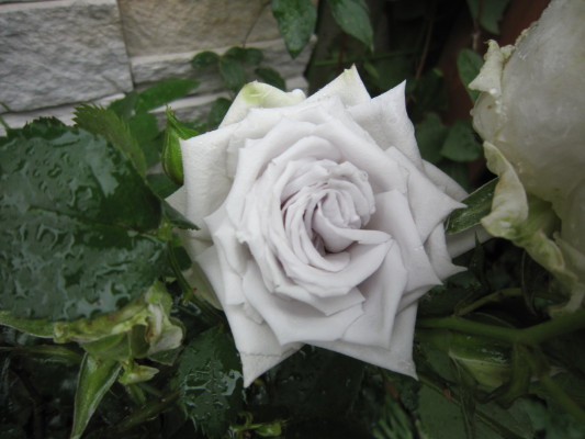 c0202870_1045468.jpg